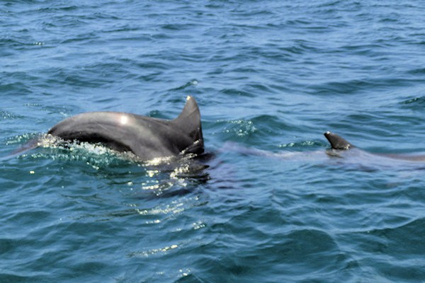 notojima-dolphin-n