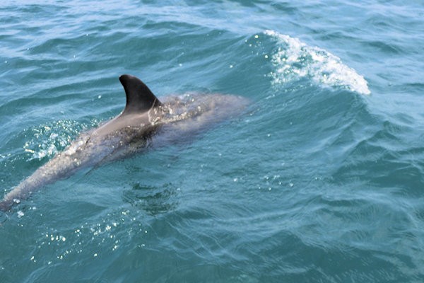 notojima-dolphin-o