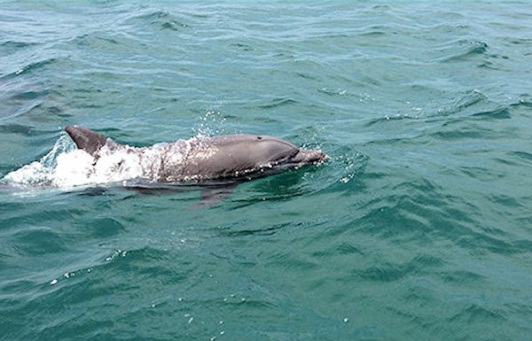 notojima-dolphin-p