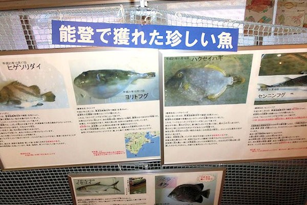 noto-sea-fish-science-1t