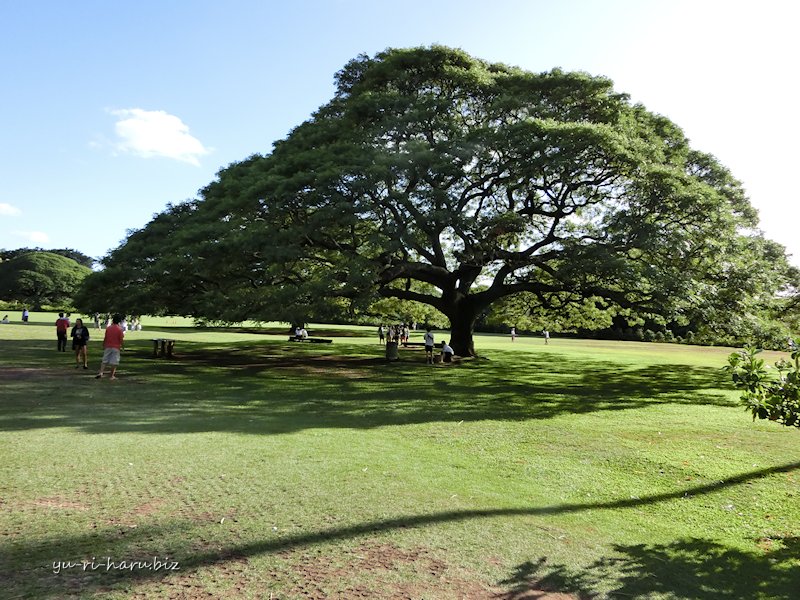 Hawaii日立の樹【Moanalua Gardens】（モアナルア・ガーデン）この木 